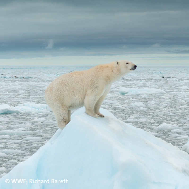 Der WWF will die weltweite Naturzerstörung stoppen und eine Zukunft gestalten,
                                 in der Mensch und Natur in Einklang miteinander leben.Eisbär; ©WWF; Richard Barret